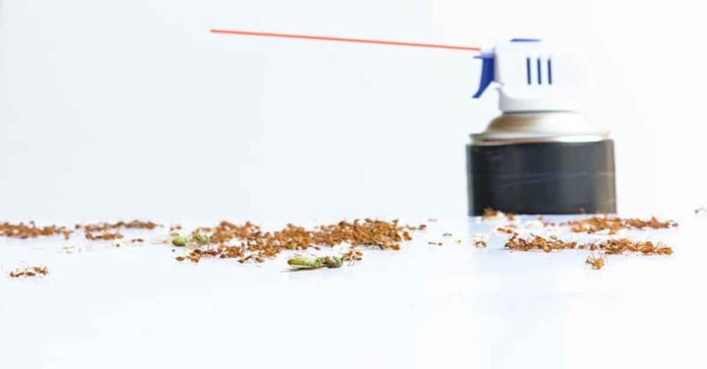 أفضل مبيد للقضاء على النمل