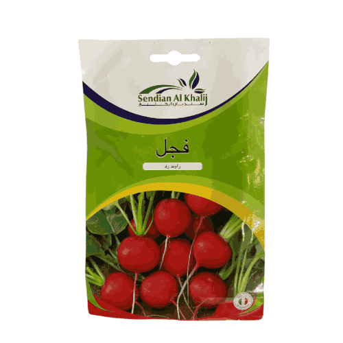 بذور فجل راوند رد