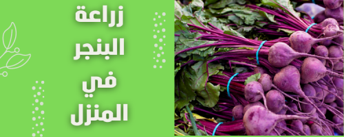 زراعة البنجر في المنزل: دليل عملي للمبتدئين