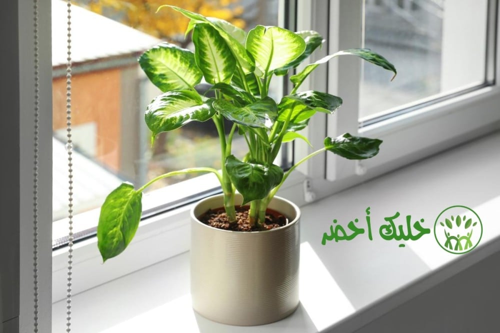نبات الديفنباخيا