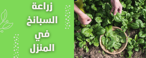 زراعة السبانخ في المنزل: دليل عملي للمبتدئين