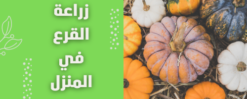 زراعة القرع في المنزل: خطوات سهلة وحصاد وفير