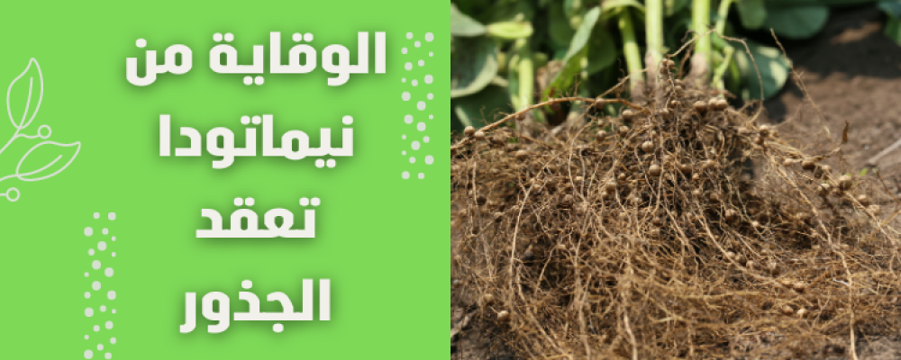 علاج نيماتودا تعقد الجذور