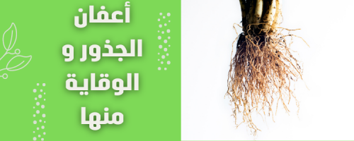 علاج عفن الجذور: حلول فعالة لإنقاذ النباتات