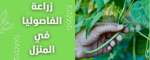زراعة الفاصوليا في المنزل: دليل عملي للمبتدئين