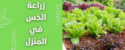 زراعة الخس في المنزل: خطوات بسيطة وحصاد وفير