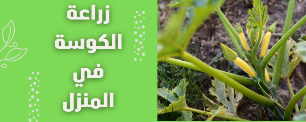زراعة الكوسة في المنزل