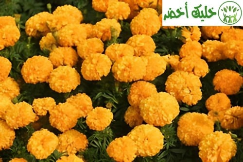زهرة القطيفة: جمال وفوائد في حديقة منزلك