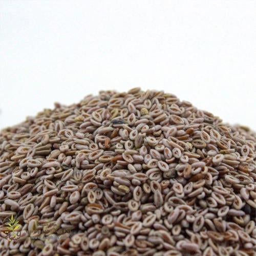 قطونة - نقد احمر