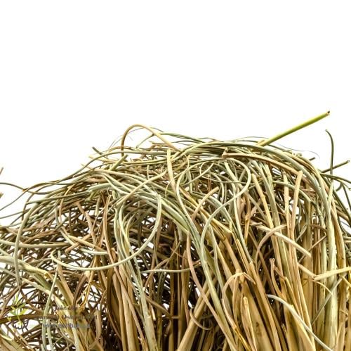 عشبة الأذخر - حلفا بر - عشبة الليمون