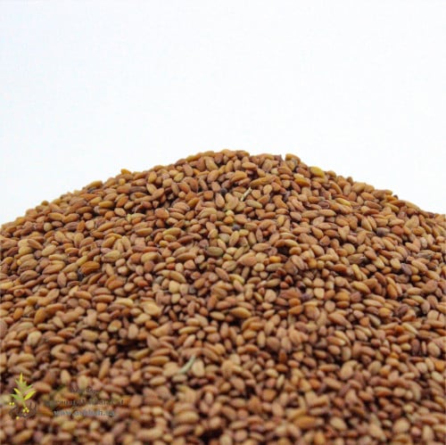 رشاد بلدي