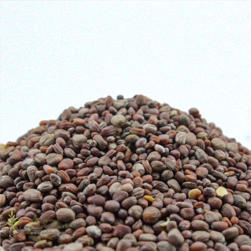 بذور الفجل