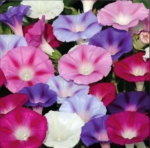 بذور مورنينج جلوري مخلوط 17