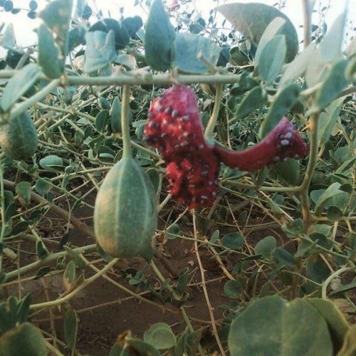 شفلح (كبار) 100 بذرة Capparis spinosa