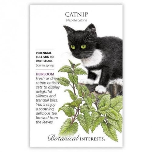 بذور كات نيب - Catnip Seeds