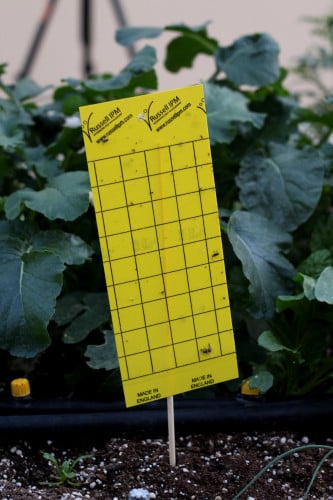 كرت أصفر لاصق