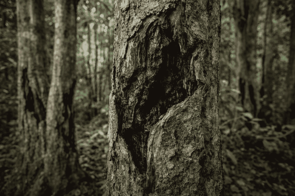 ماهو العود؟