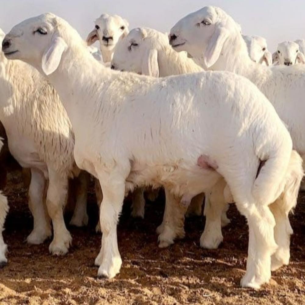 دليل المستهلك الذكي: كيف تفرق بين اللحم الحري البلدي والمستورد؟