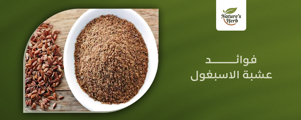 فوائد عشبة الاسبغول