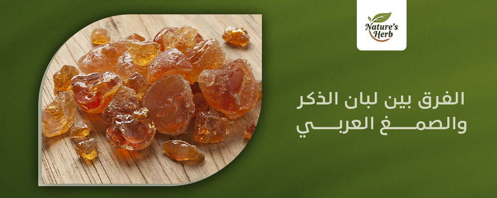 الفرق بين لبان الذكر والصمغ العربي