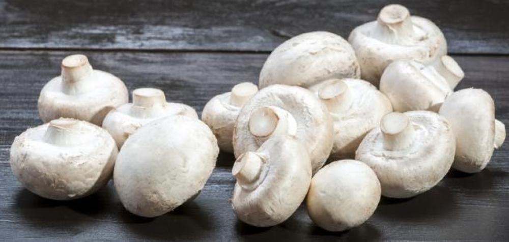 أهم فوائد المشروم الأبيض في تعزيز المناعة وصحة الجسم
