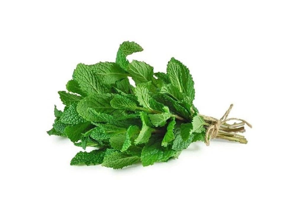 نعناع اخضر