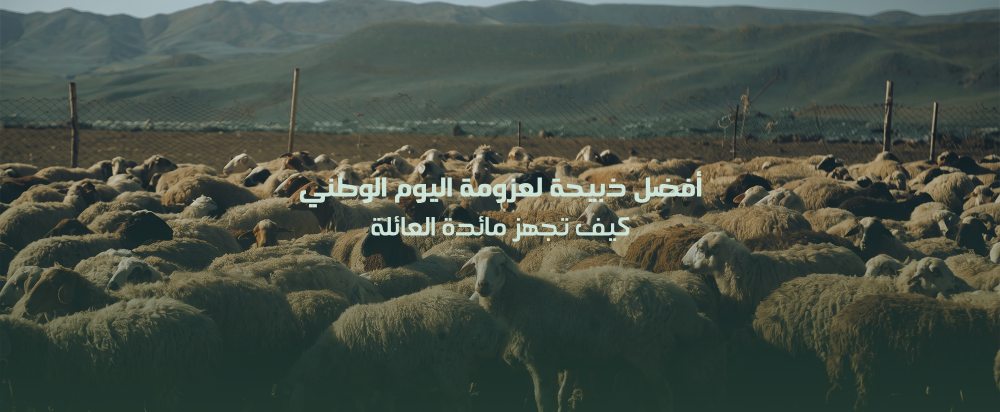 أفضل ذبيحة لليوم الوطني
