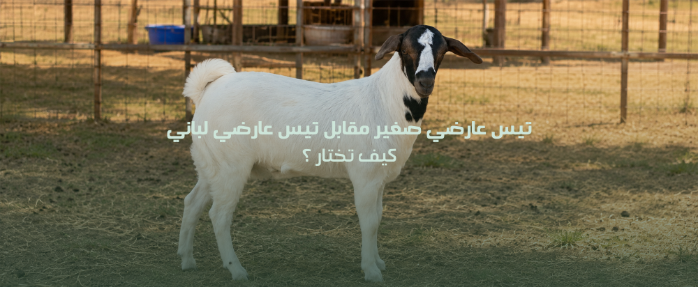 تيس عارضي صغير