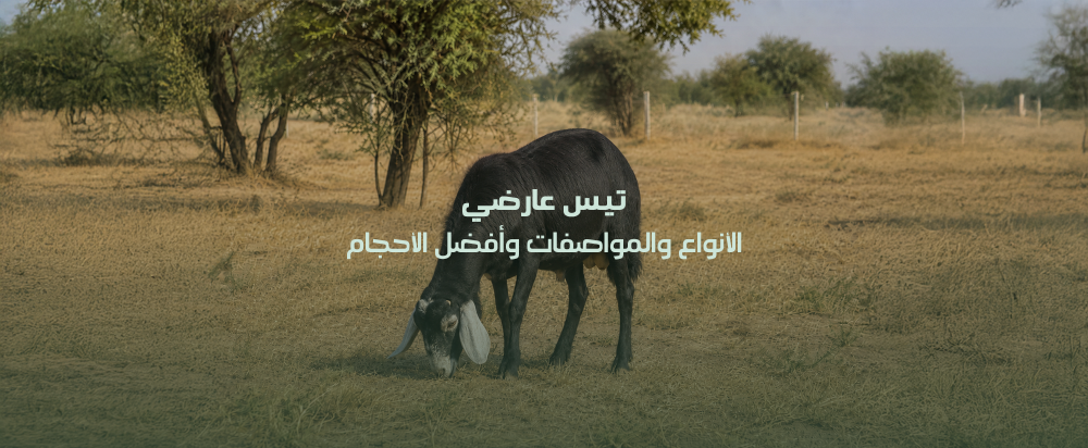 تيس عارضي