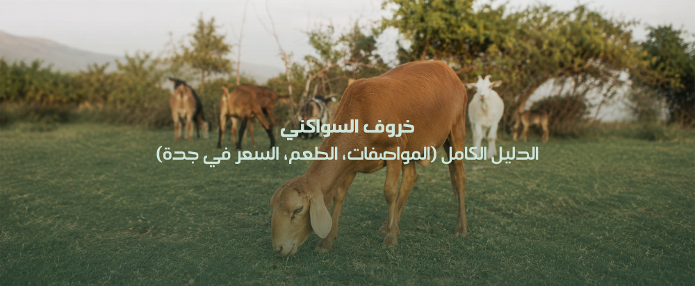 خروف سواكني