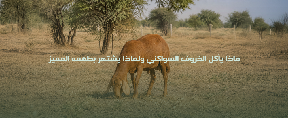 طعم الخروف السواكني