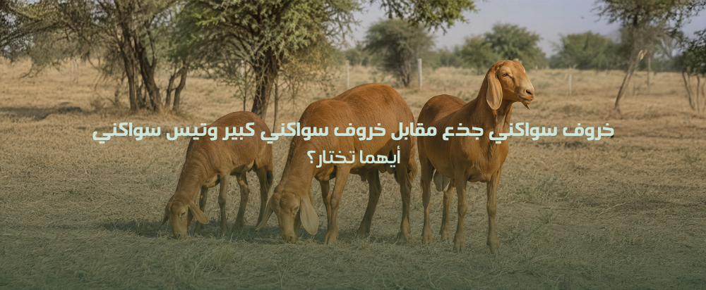 خروف سواكني جذع