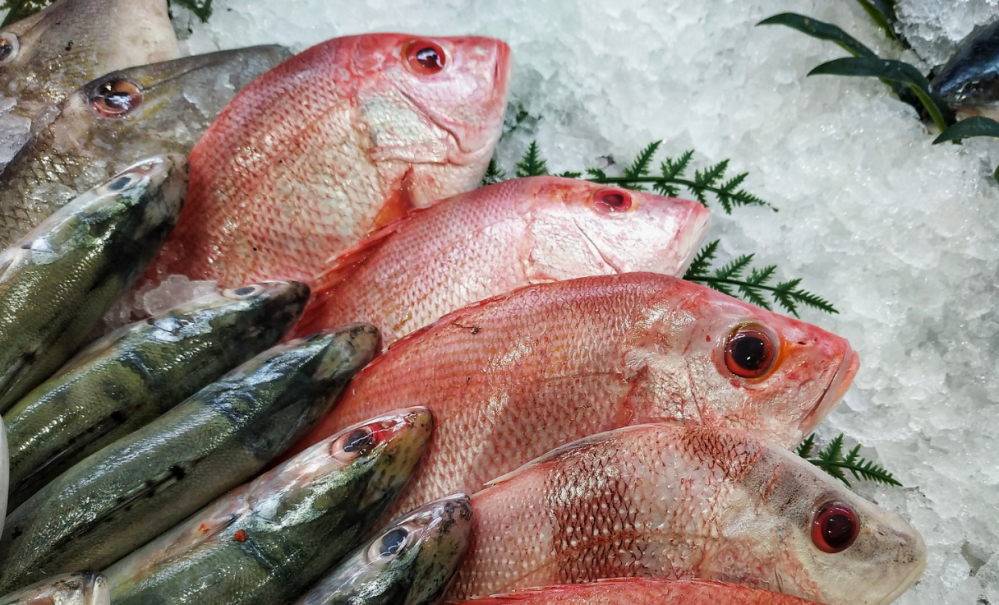 سمك طازج في السعودية