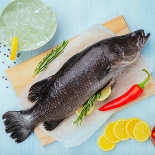 سمك سيباس - قاروص طازج - Sea bass fish السعر للكيل...