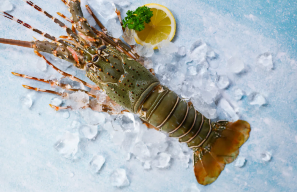 شراء استاكوزا بالرياض