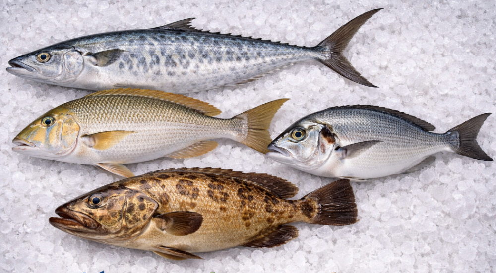 مقارنة افضل الاسماك الطازجة