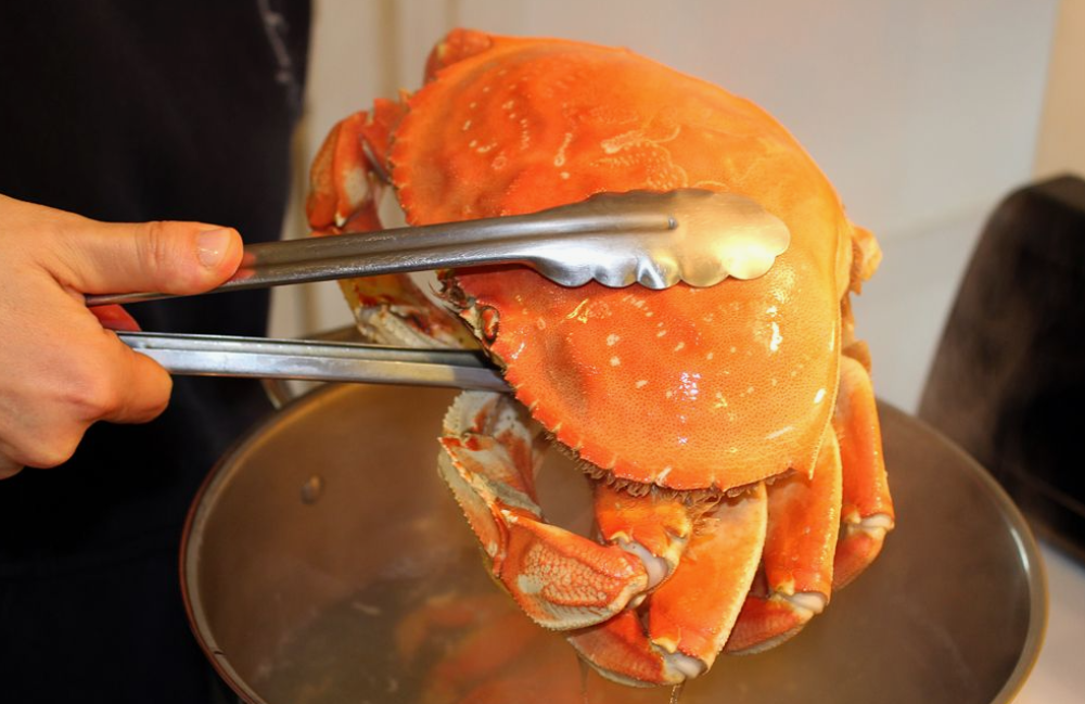 شراء كابوريا طازجة