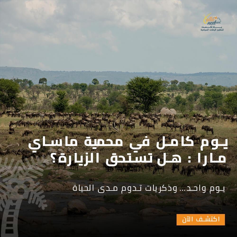 يوم كامل في محمية ماساي مارا : هل تستحق الزيارة؟