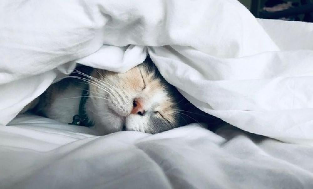 وبر الحيوانات الأليفة وتأثيره على الصحة: هل تنقذك أجهزة التنقية؟