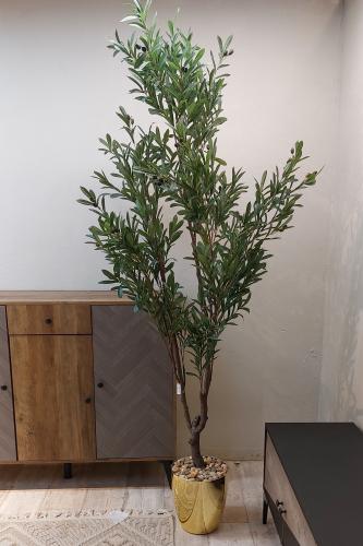 شجره الزيتون كبير بمركن ذهبي