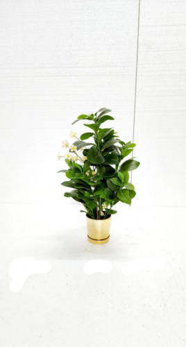 شجره صناعي بمركن ذهبي