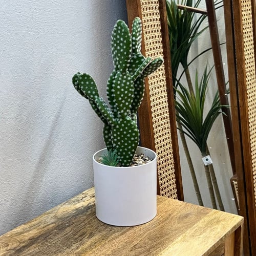 شجرة الصبار مركن ايبض الارتفاع 45سم