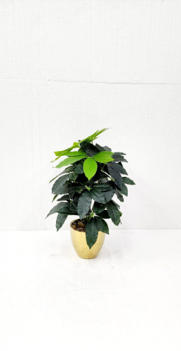 شجره اخضر بمركن ذهبي