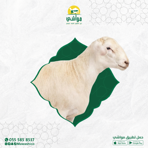 رفيدي بلدي جيزاني