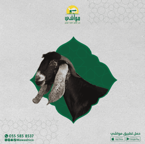 تيس بلدي كبير