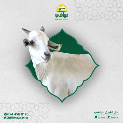 تيس صومالي تربية