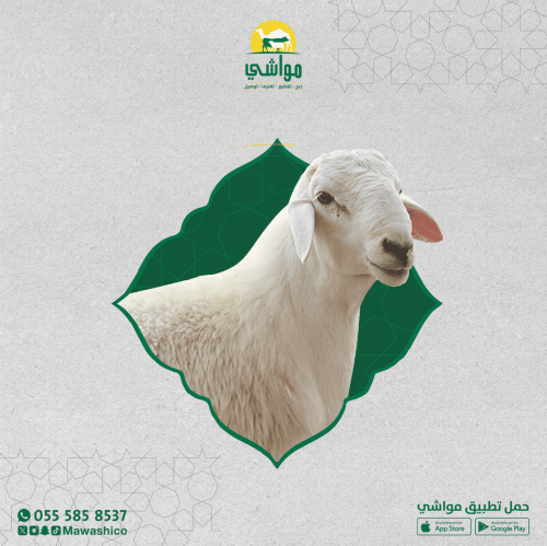 حري وسط صغير