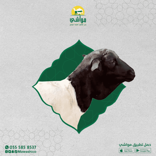 بربري تربية
