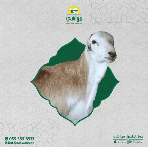 رفيدي تربية