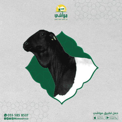 بربري مستورد